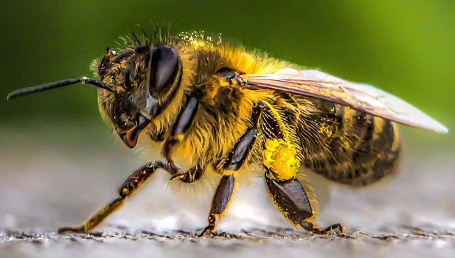 Bee Anatomy - brain and antennas