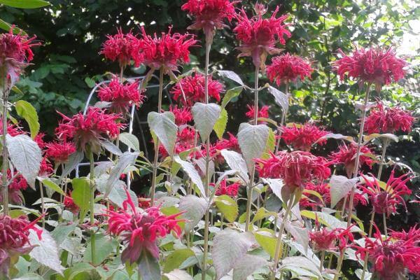 Bee Friendly Garden - Bee Balm