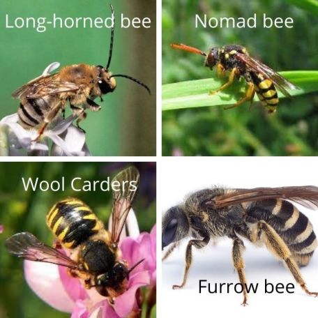 Bee Species and Families