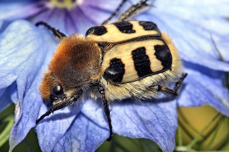 Bee beetle - Looks like bees