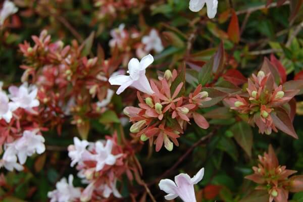 Bee-friendly shrubs