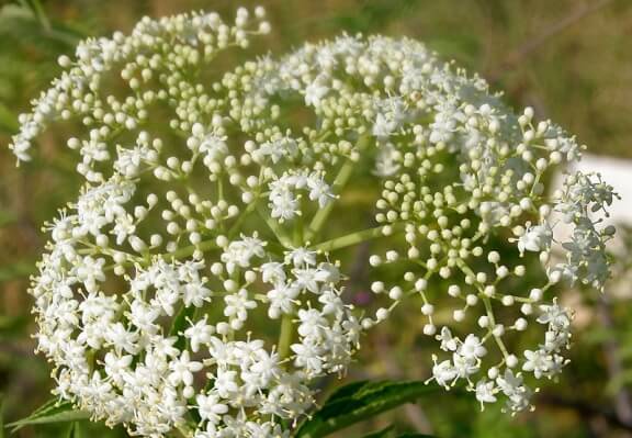 Common elderberry for bumble bee