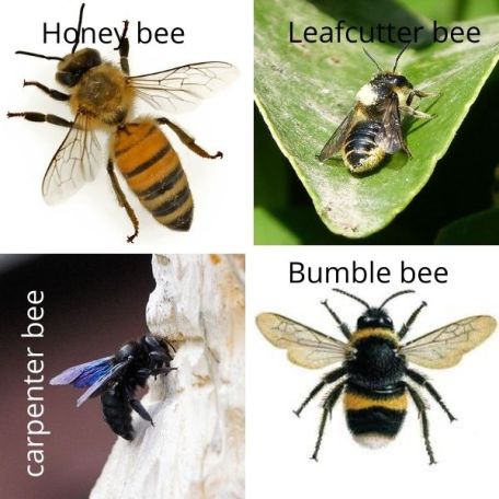 Different types of bee species