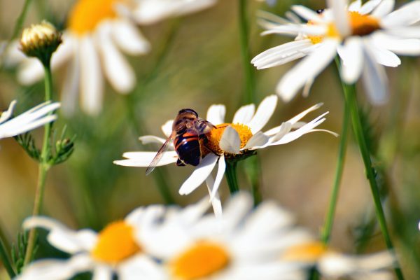 Favorite Flowers for Bees - Daisies