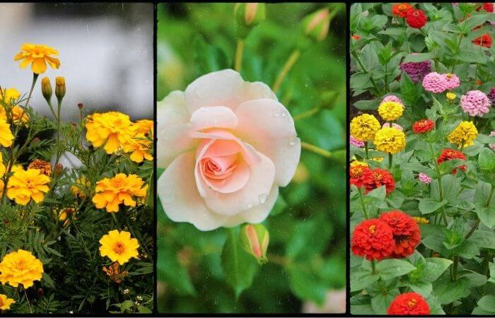 Flowers and plants that don’t attract bees Plants that don’t attract bees
