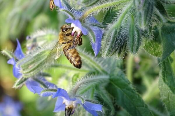 Gardening for bees -Borage flowers