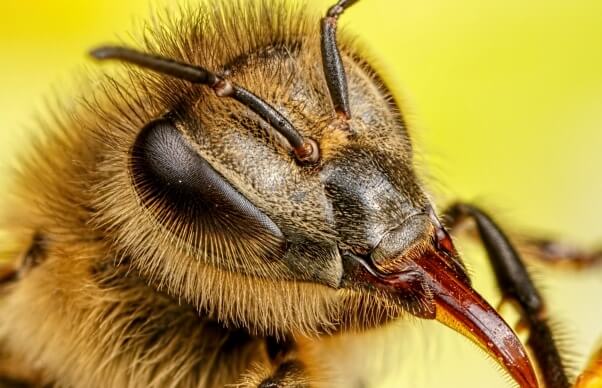 Honeybee Body Parts - bee’s mandibles