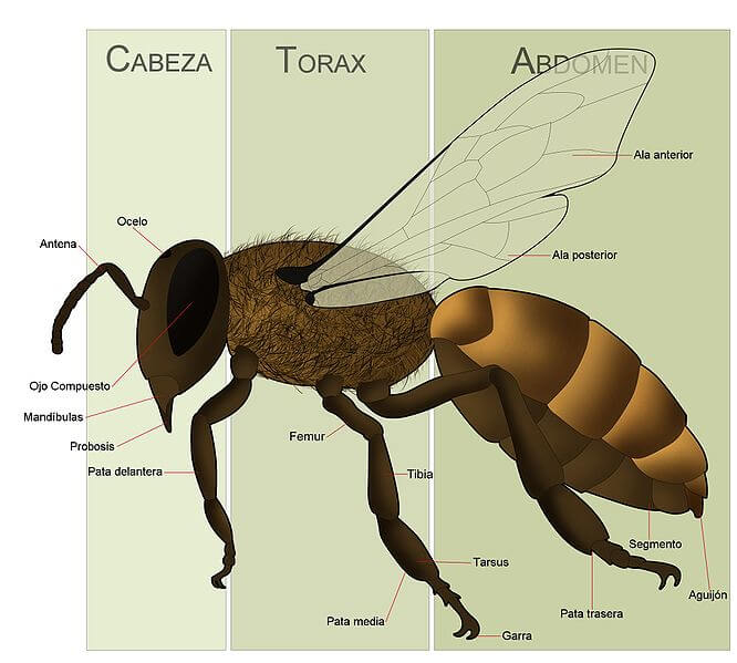 Honeybee Body Parts - diagram