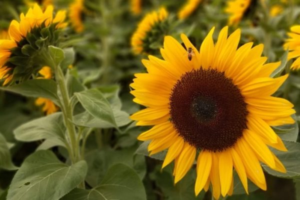 best flowers for bees best flowers for bees