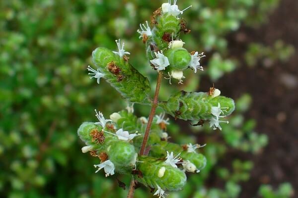Marjoram Shrub for Bees Garden Marjoram Shrub for Bees Garden