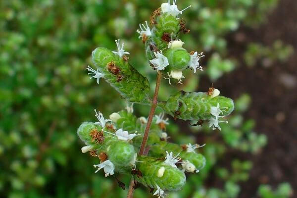 Marjoram Shrub for Bees Garden