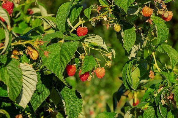 Raspberries plants and flowers for bees