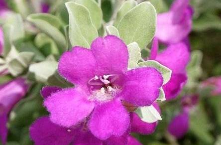 Texas Ranger shrub love bees Texas Ranger shrub love bees