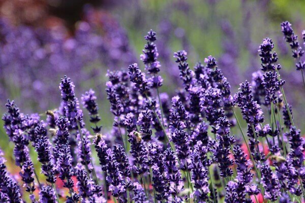 Top flowers that bees love Top flowers that bees love