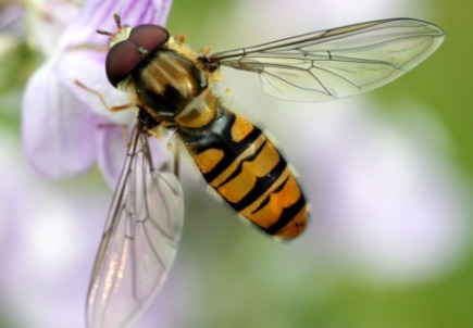 hoverfly-insects that look like bees