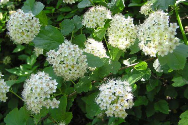 plants and shrubs that attract bees