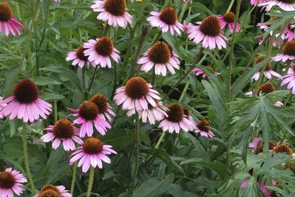 purple coneflowers attract pollinators